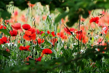 Image showing Poppy