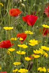 Image showing wildflowers