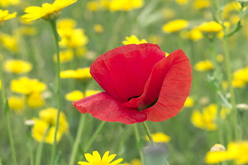 Image showing Red poppy