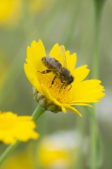 Image showing Honey bee