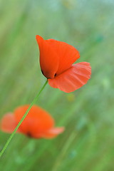 Image showing Red poppy