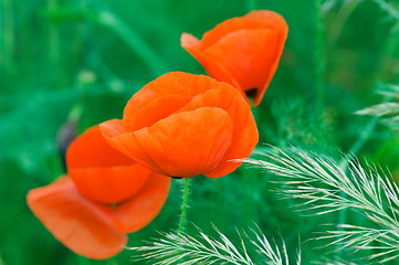 Image showing Red poppies