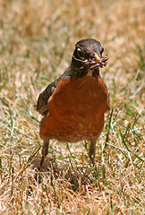 Image showing Mouth Full