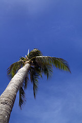 Image showing Palm Tree