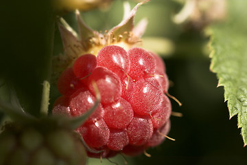 Image showing raspberries