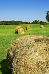 Image showing field with hay rolls