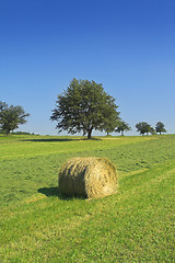 Image showing Field with hay rolls