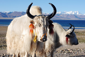 Image showing Tibetan white yaks