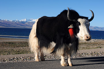 Image showing Tibetan yak