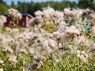 Image showing Thistle Flowers