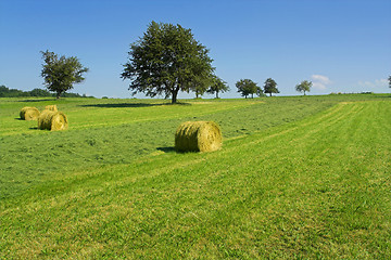 Image showing Field with hay rolls