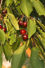 Image showing Cherries