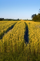 Image showing Wheat field