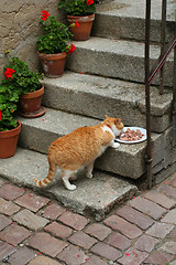 Image showing cat eating