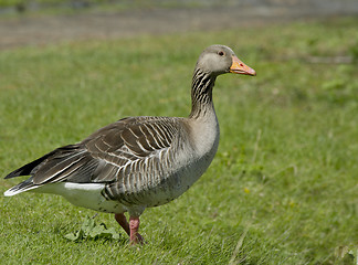 Image showing Greylag Goose.