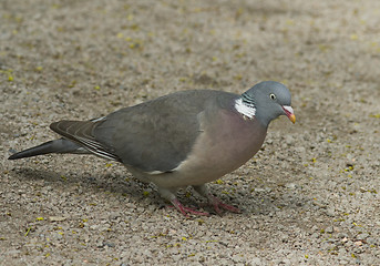 Image showing Wood Pigeon 