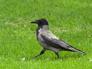 Image showing Hooded Crow