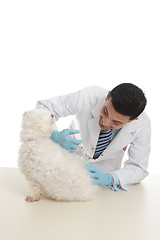 Image showing Dog receiving medicine or vaccination