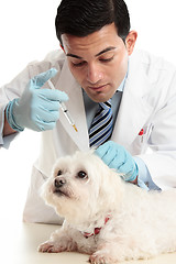 Image showing Vet injection to dog's scruff of neck