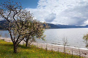 Image showing Fruit trees that bloom