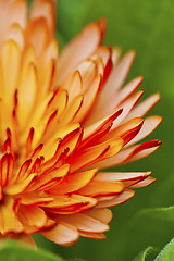 Image showing Orange petal flower in spring 