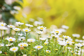 Image showing Field of daisies and sun