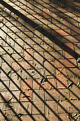 Image showing Fallen leaves on shade floor