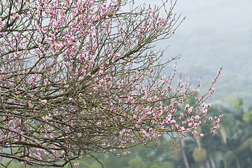 Image showing Cherry blossom in spring