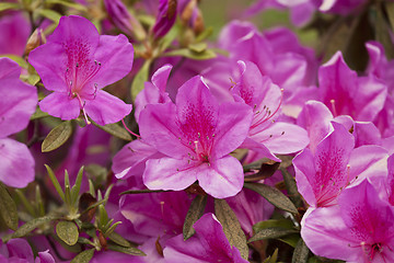 Image showing Group of azalea flowers blooming in the garden 