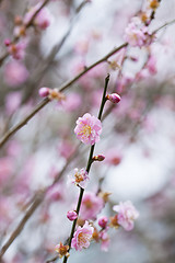 Image showing Cherry blossom in spring 