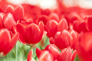 Image showing Tulip flowers in spring 