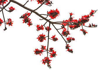 Image showing Cotton flowers isolated on white background