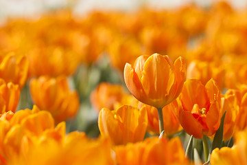 Image showing Orange tulip in spring