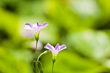 Image showing Pink flowers in green background