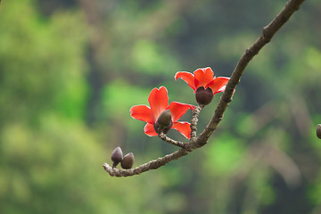 Image showing Cotton flowers in spring time