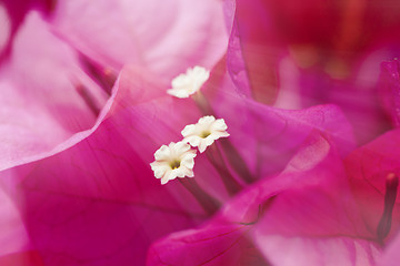 Image showing Pink petals under sunshine in spring