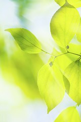 Image showing Green leaves under sun background