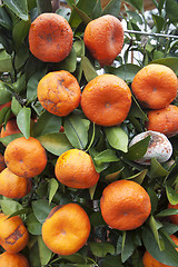 Image showing Mandarine trees
