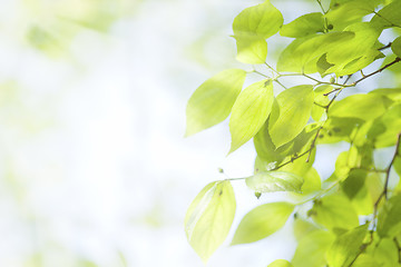 Image showing Green leaves under sunlight