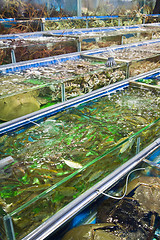 Image showing Seafood for sale in Hong Kong
