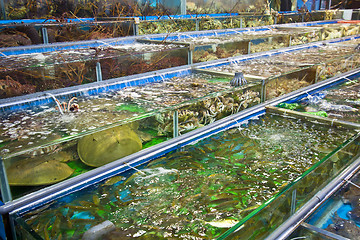 Image showing Seafood on sale