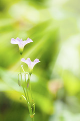 Image showing Pink flowers under sunshine in spring