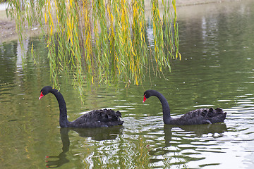 Image showing Black goose on the pond swimming