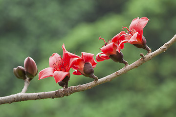 Image showing Cotton flowers in spring time