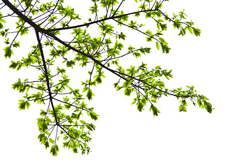 Image showing Fresh spring leaves isolated on white background