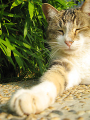 Image showing Sleeping cat