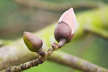 Image showing Cotton flower buds