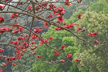 Image showing Cotton flowers in spring time