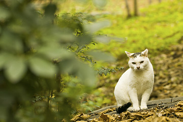 Image showing A cat hides in the forest