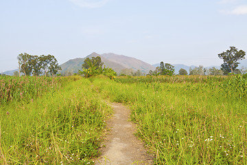 Image showing Lane in meadow under blue sky